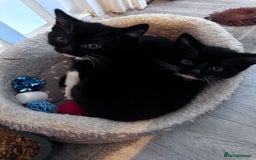 Domestic Shorthair cats for sale: Playful kittens  - Image 2
