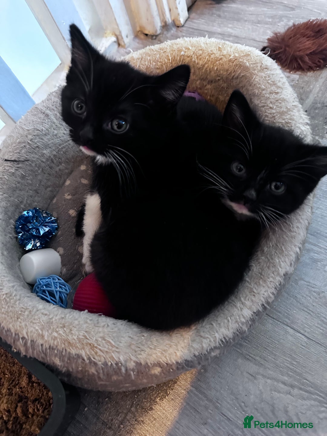 Domestic Shorthair cats for sale: Playful kittens  - Image 2