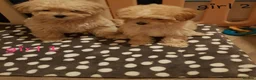 Maltipoo dogs for sale: Cute and fluffy maltipoo girls ❤️ in Darwen - Advert 5