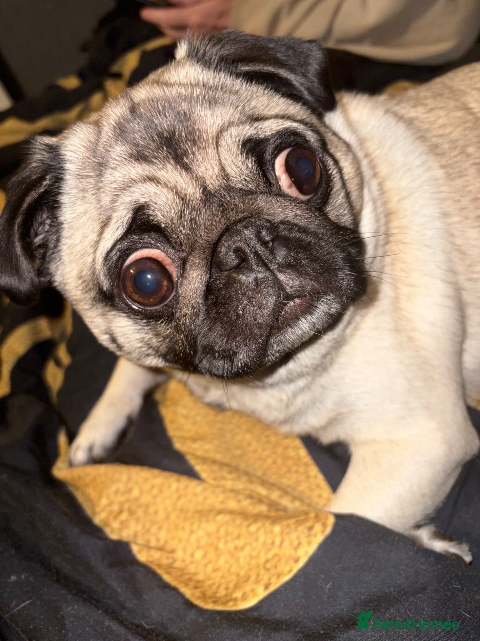 Pug dogs Male pug remaining  - Advert 2