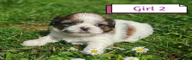 Shih Tzu Girl 2
