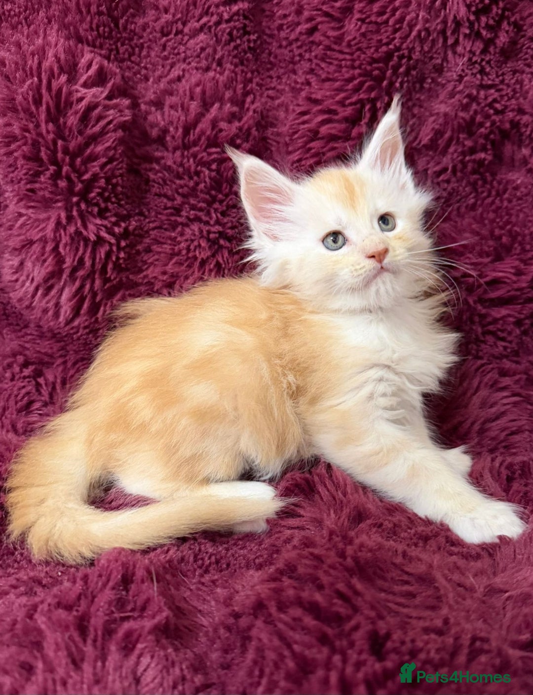 Maine Coon cats for sale: Pure Maine Coon kittens available  - Advert 3