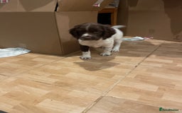 English Springer Spaniel dogs for sale: English springer spaniel kc registered  - Image 17