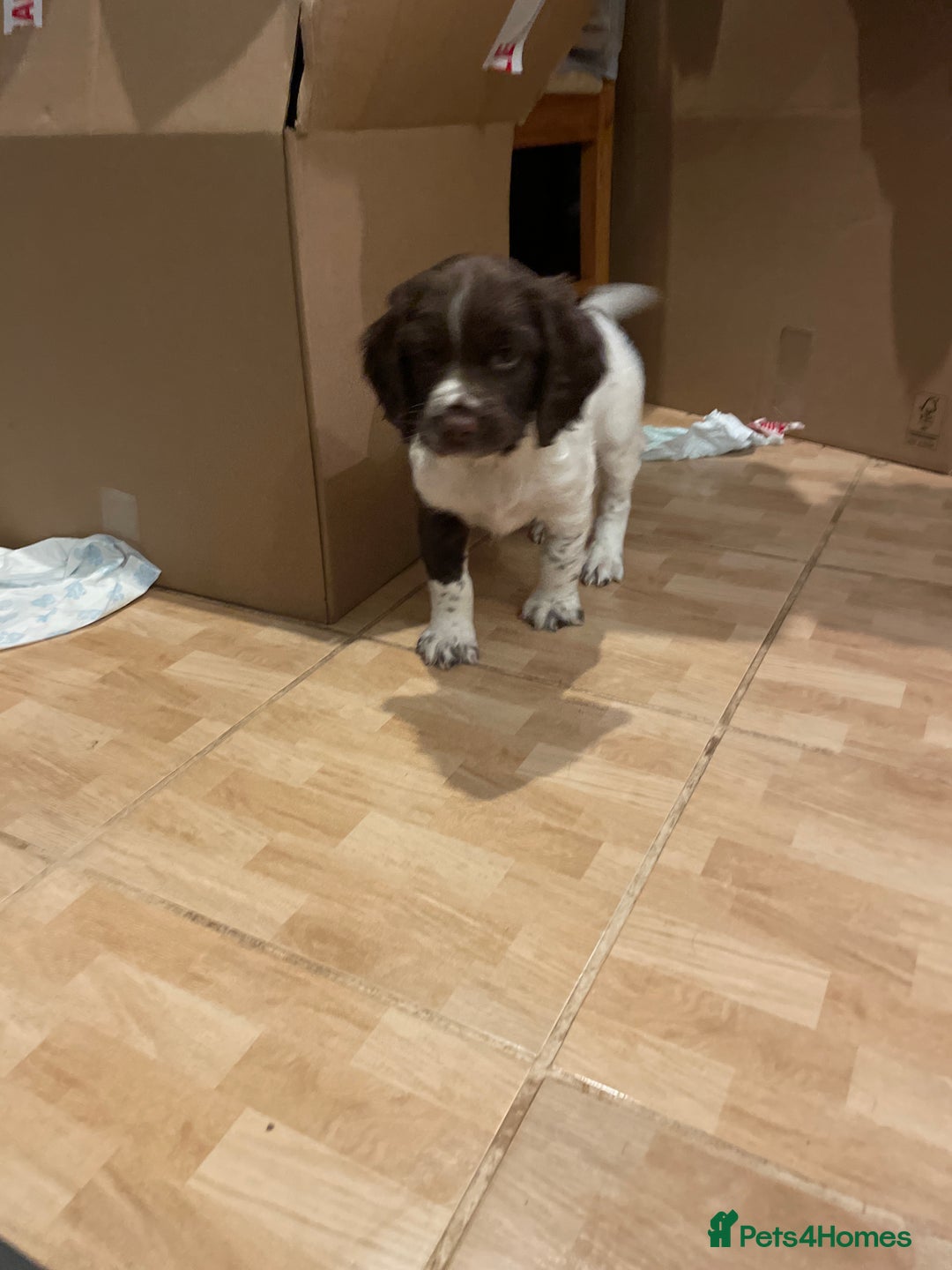 English Springer Spaniel dogs for sale: English springer spaniel kc registered  - Image 17