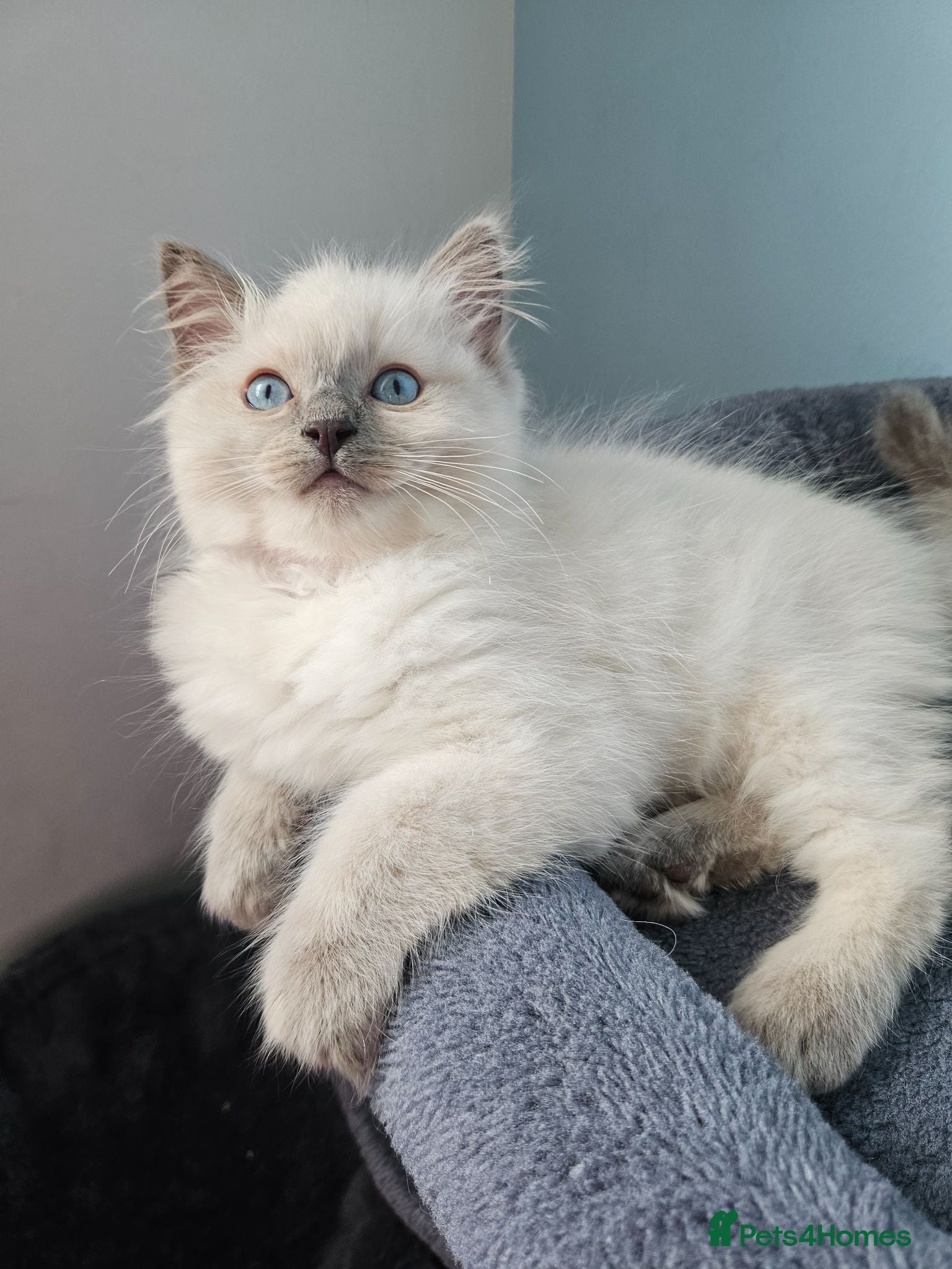 Ragdoll cats ❤️Beautiful RAGDOLL KITTEN ❤️ - Advert 10