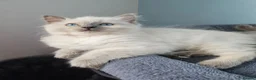Ragdoll cats for sale: ❤️Beautiful RAGDOLL KITTEN ❤️ - Advert 10