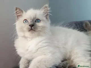 Ragdoll cats ❤️Beautiful RAGDOLL KITTEN ❤️ - Advert 10