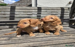 Cocker Spaniel dogs for sale: Cocker spaniel pup,FULLY VACCINATED LAST GIRL   - Image 4