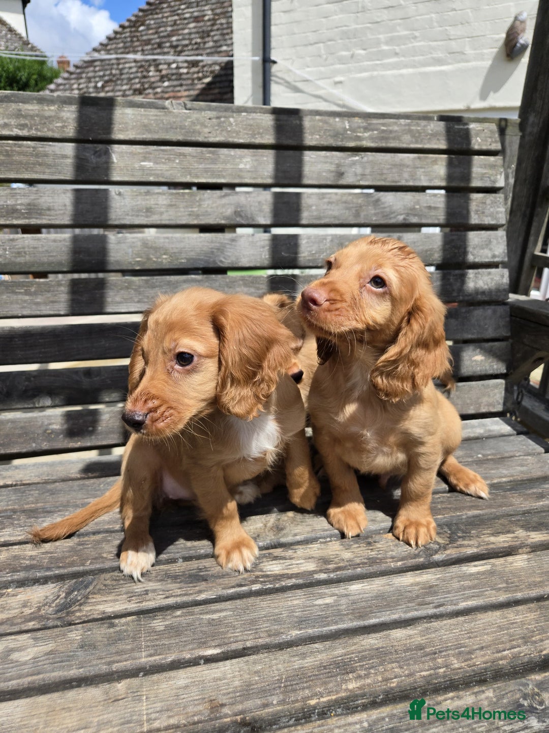 Cocker Spaniel dogs for sale: Cocker spaniel pup,FULLY VACCINATED LAST GIRL   - Image 4