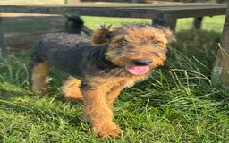 Airedale Terrier dogs for sale: Just 2 KC Registered Airedale Boys Available  in Kettering - Image 17