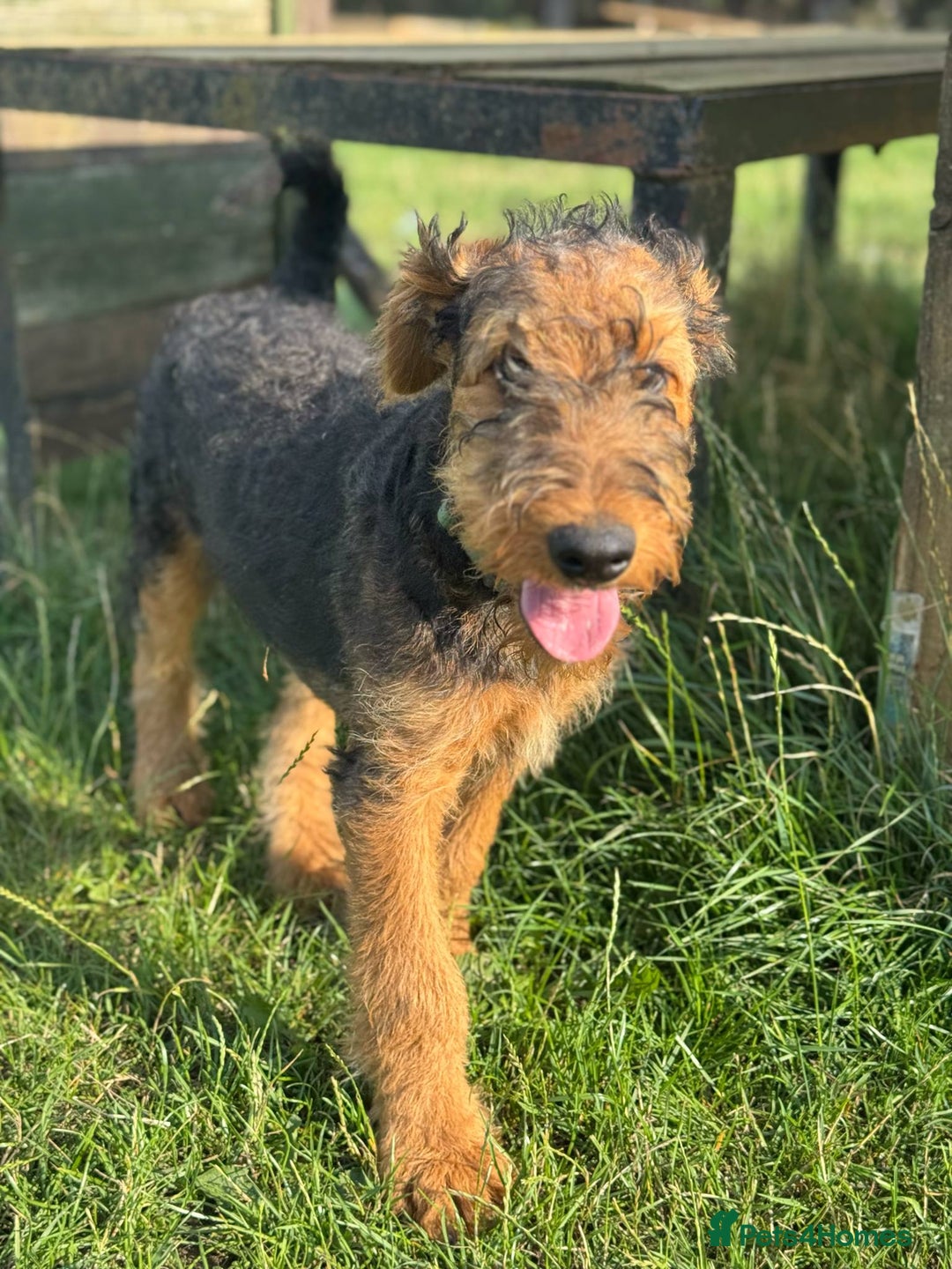Airedale Terrier dogs for sale: Just 2 KC Registered Airedale Boys Available  in Kettering - Image 17