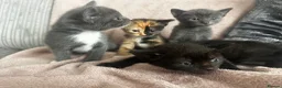 Mixed Breed cats for sale: 4 beautiful kittens  - Advert 4