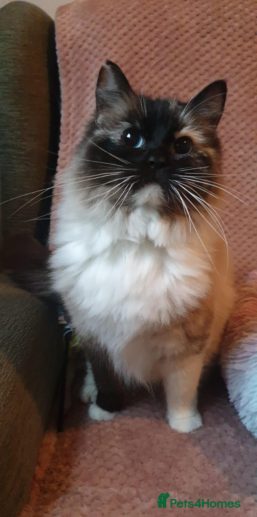 Ragdoll cats for sale: 💖Beautiful GCCF Registered Ragdoll Kittens. - Image 32