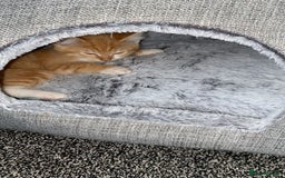 American Shorthair cats for sale: Cute ginger kitten for sale half Serbian  - Image 3