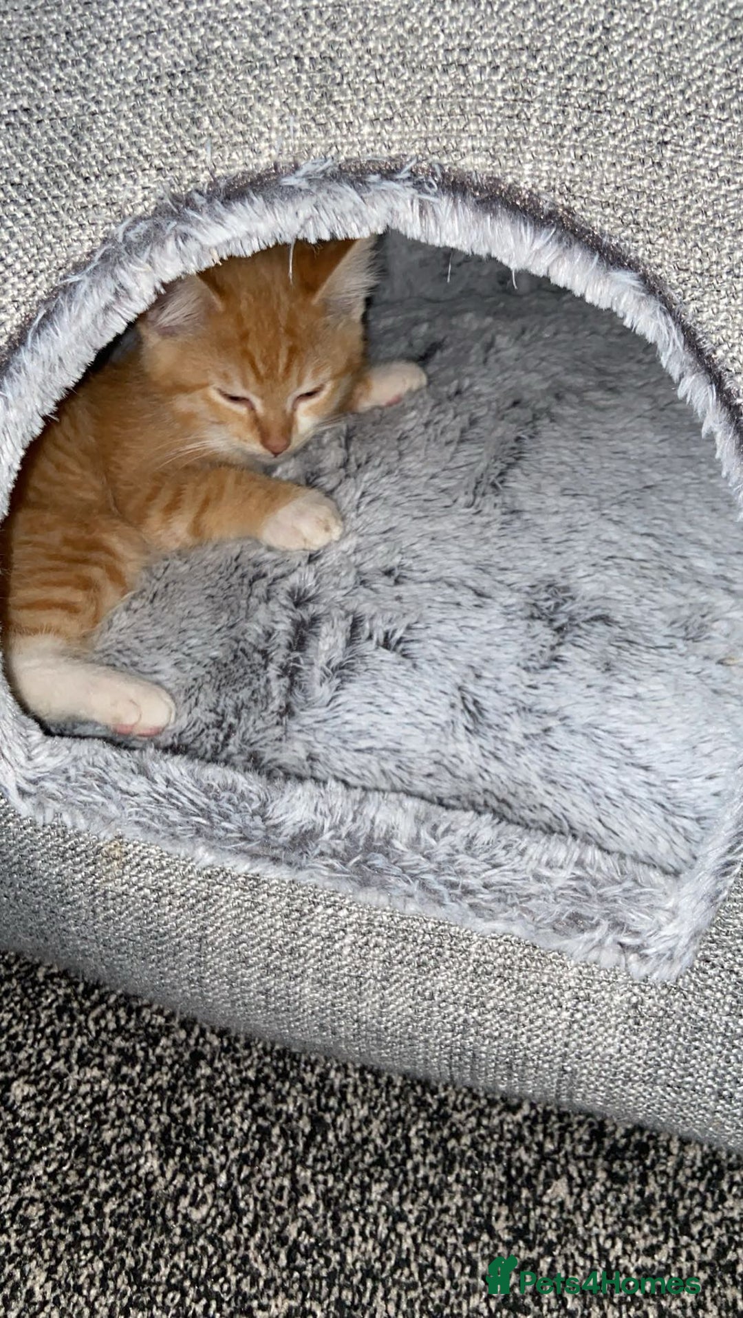 American Shorthair cats for sale: Cute ginger kitten for sale half Serbian  - Image 3