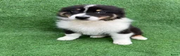 Australian Shepherd dogs for sale: Australian Shepherd Puppies  - Advert 13