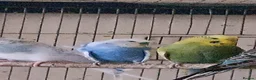 Budgerigars birds for sale: 6 budgies  - Advert 4