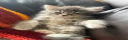 Mixed Breed cats for sale: Maincoon mix in Bognor Regis - Advert 6