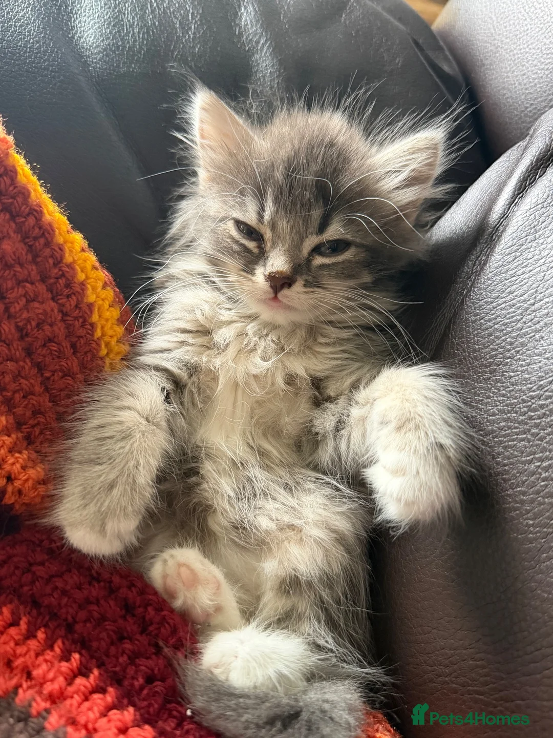 Mixed Breed cats for sale: Maincoon mix in Bognor Regis - Advert 6