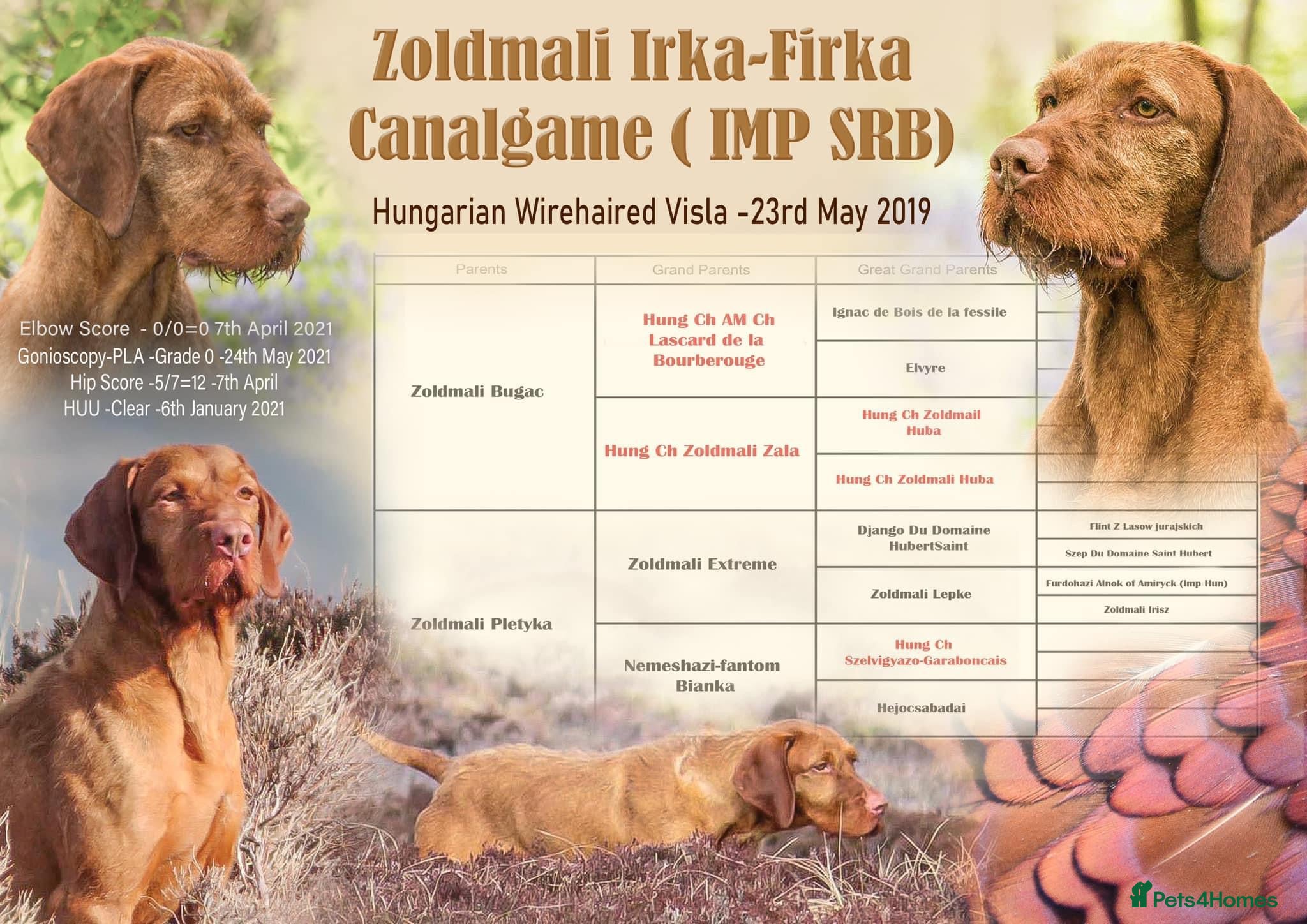 Hungarian Vizsla dogs Trevor aka Zoldmali Irka-Firka at CanalGame  in Ashford - Advert 1