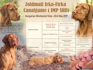 Hungarian Vizsla dogs Trevor aka Zoldmali Irka-Firka at CanalGame in Ashford - Advert 1