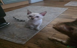 Bengal cats for sale: SNOW LYNX BENGAL KITTENS  - Image 9