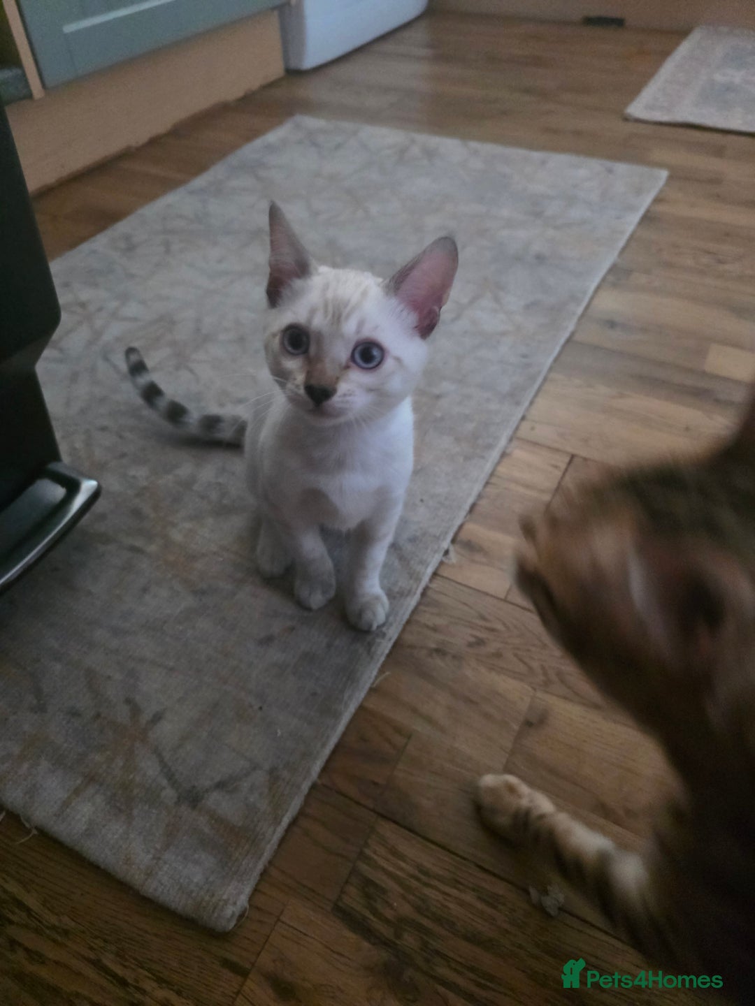 Bengal cats for sale: SNOW LYNX BENGAL KITTENS  - Image 9