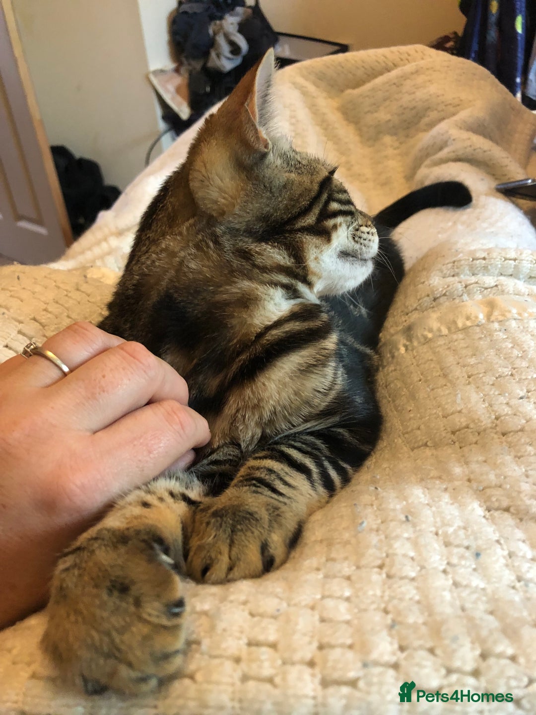 Bengal cats for sale: Bengal cross - Image 11