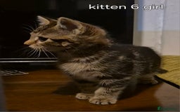 Maine Coon cats for sale: Maincoon kittens  - Image 13