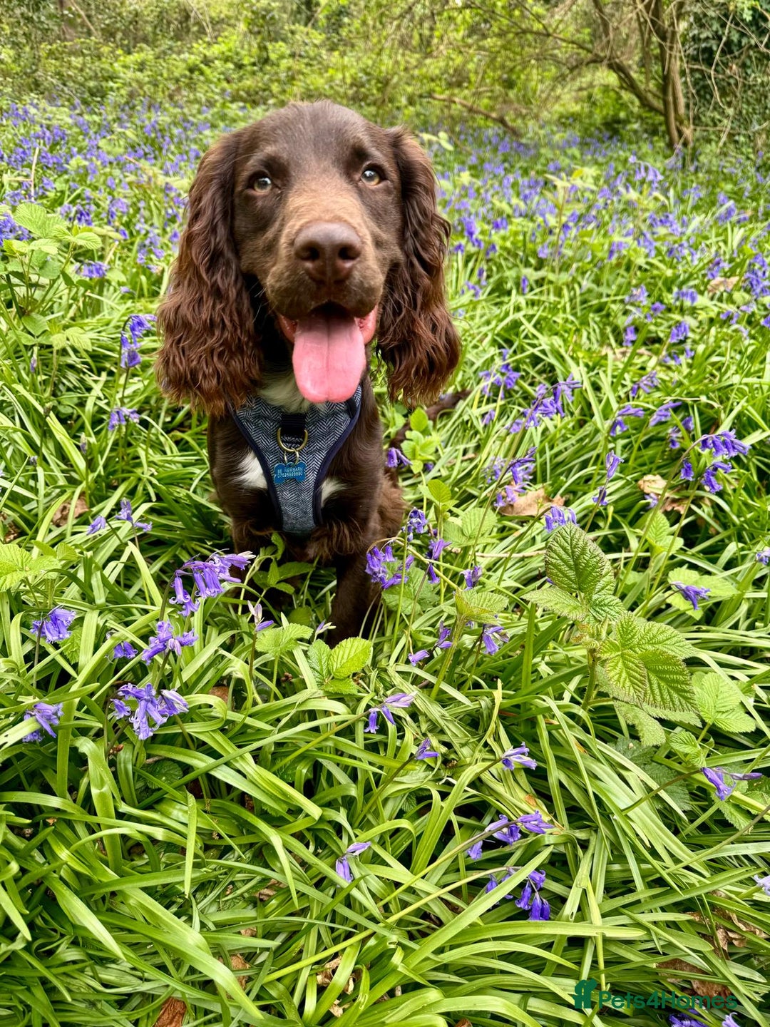 Sprocker dogs for stud: Stunning Cocker Spaniel Cross for Stud  - Image 31