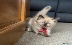 Ragdoll cats for sale: Ragdoll kittens cats - Image 6
