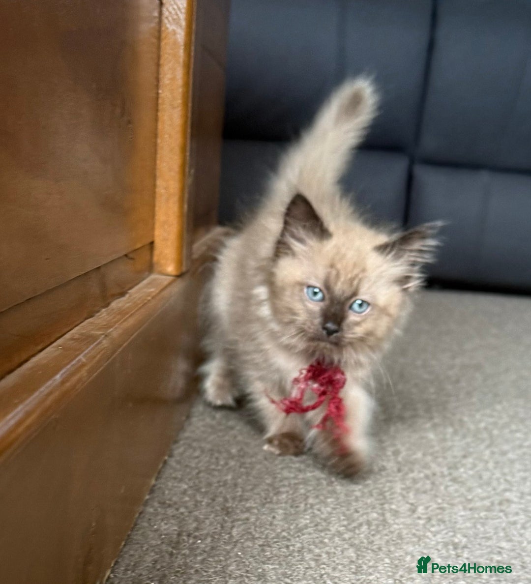 Ragdoll cats for sale: Ragdoll kittens cats - Image 6