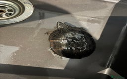 Turtle reptiles for sale: Two musk turtles - Image 1