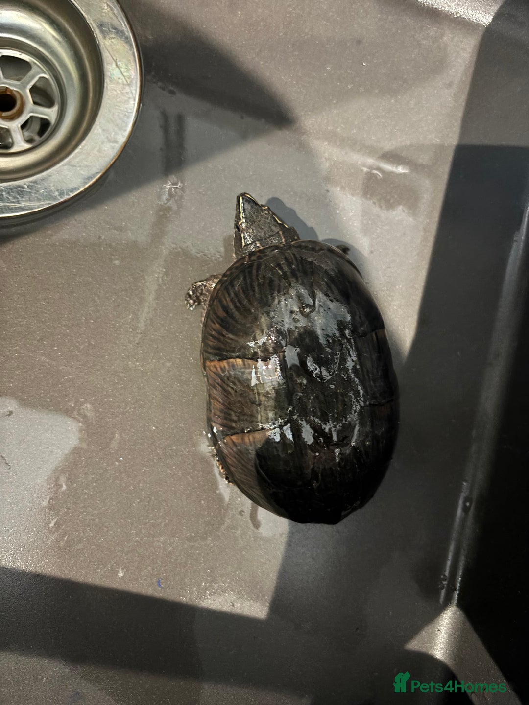 Turtle reptiles for sale: Two musk turtles - Image 1
