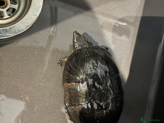 Turtle reptiles - Advert 1
