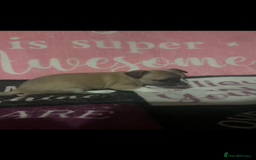 Chihuahua dogs for sale: 2 chihuahua Puppys  - Advert 8