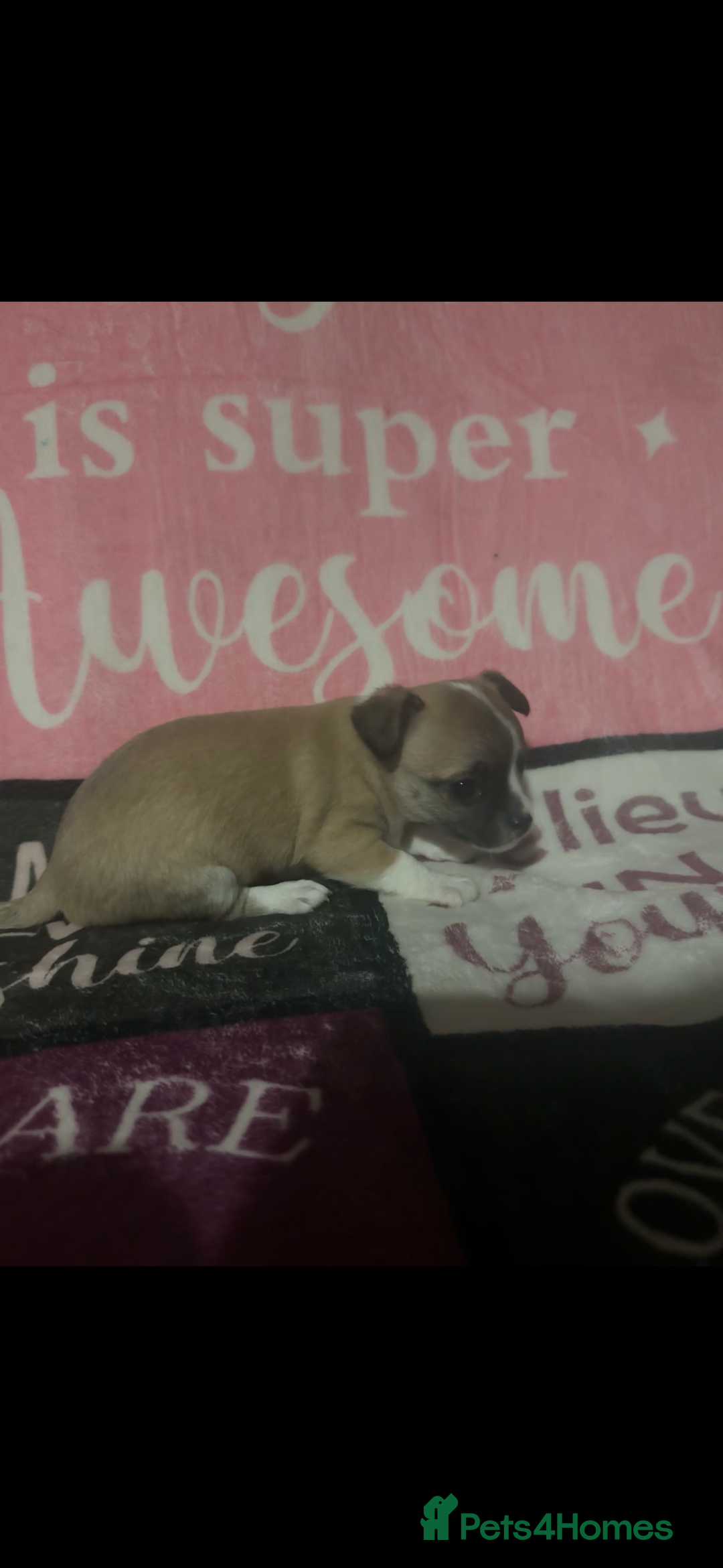 Chihuahua dogs for sale: 2 chihuahua Puppys  - Advert 8