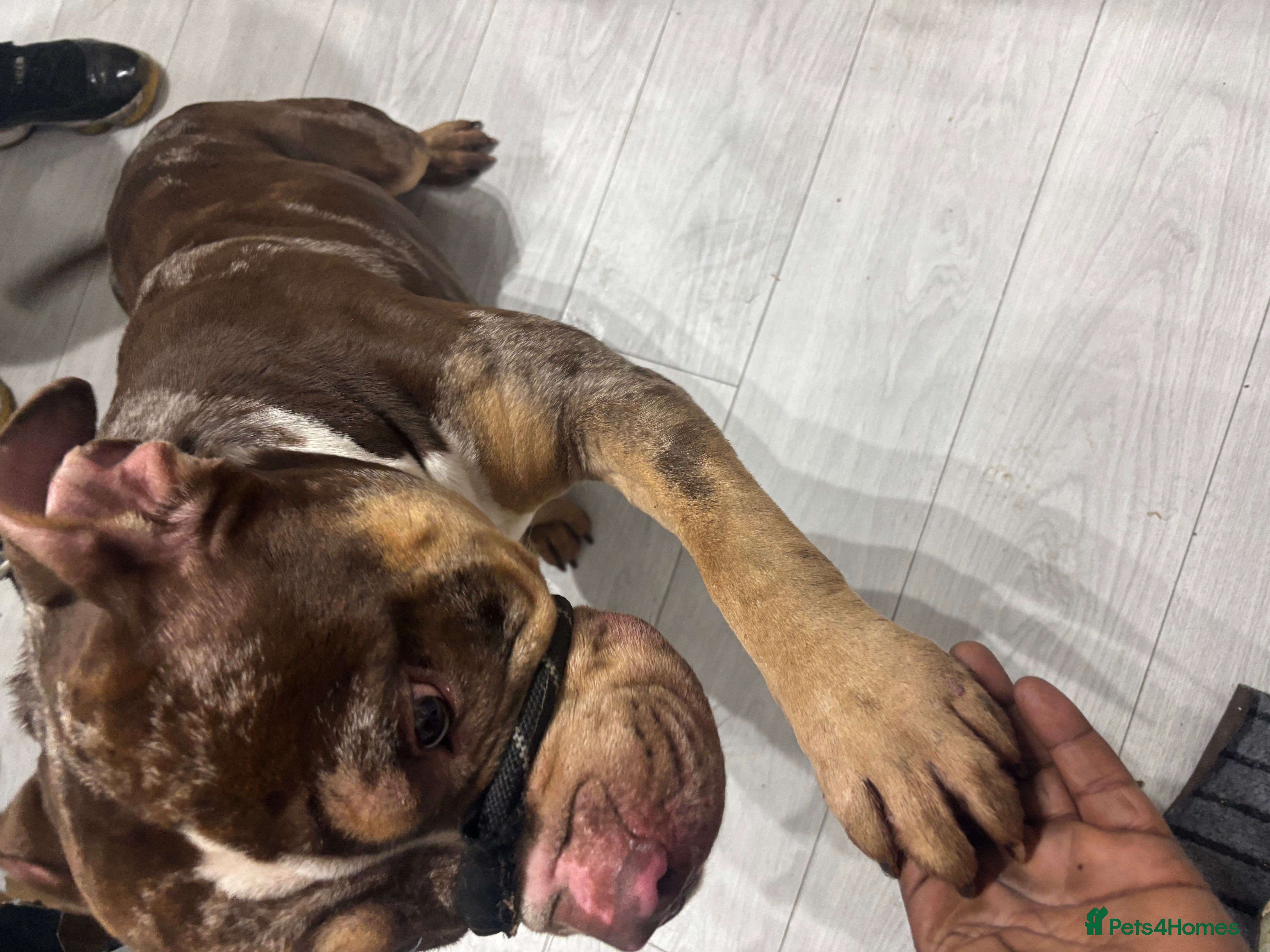 American Bully dogs Pocket Available For Sale - Advert 4