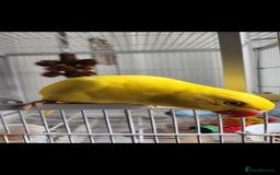 Budgerigars birds for sale: Handreared super tame baby yellow ringneck parrot - Image 1