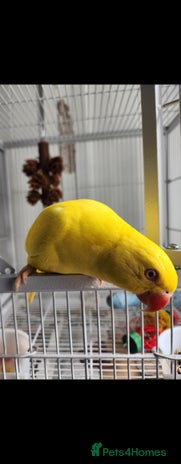 Budgerigars birds - Advert 7
