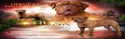 Dogue De Bordeaux dogs for stud: STUD DOGUE  in Camberley - Advert 1