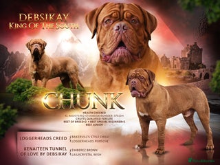 Dogue De Bordeaux dogs in Camberley - Advert 6