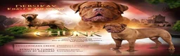 Dogue De Bordeaux dogs for stud: STUD DOGUE  in Camberley - Advert 1