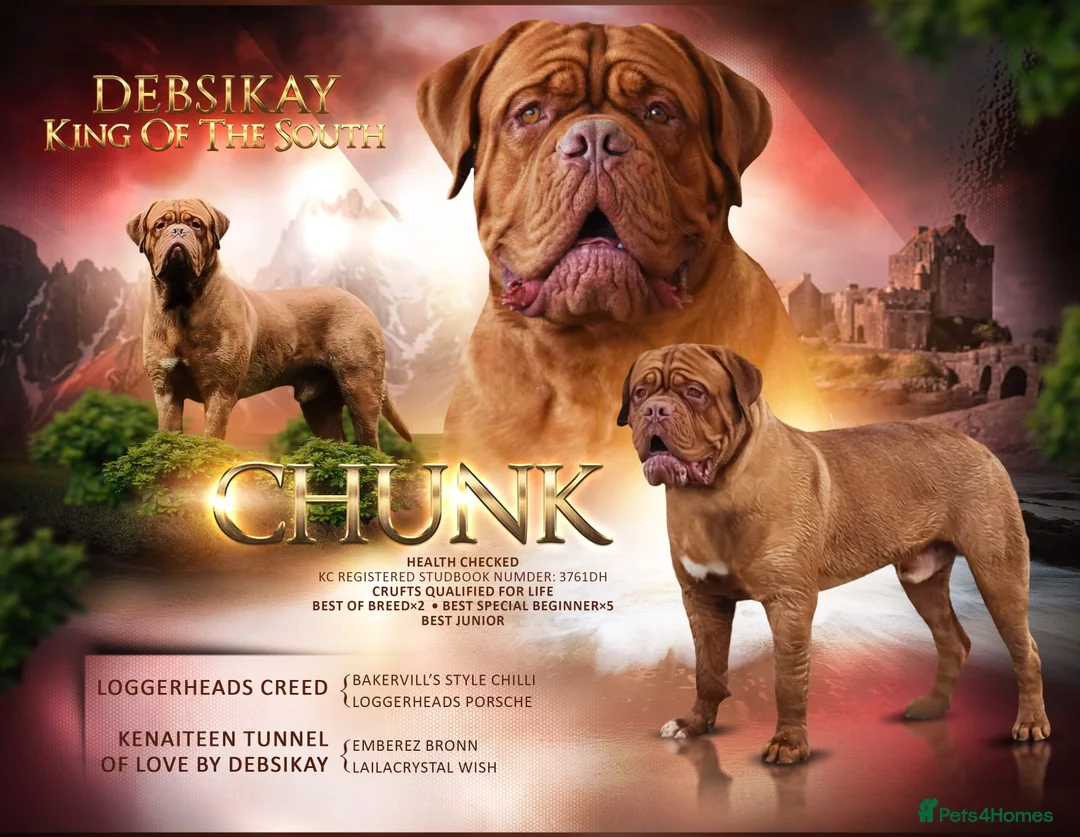 Dogue De Bordeaux dogs for stud: STUD DOGUE  in Camberley - Advert 1
