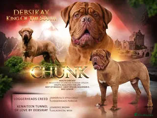 Dogue De Bordeaux dogs STUD DOGUE in Camberley - Advert 3