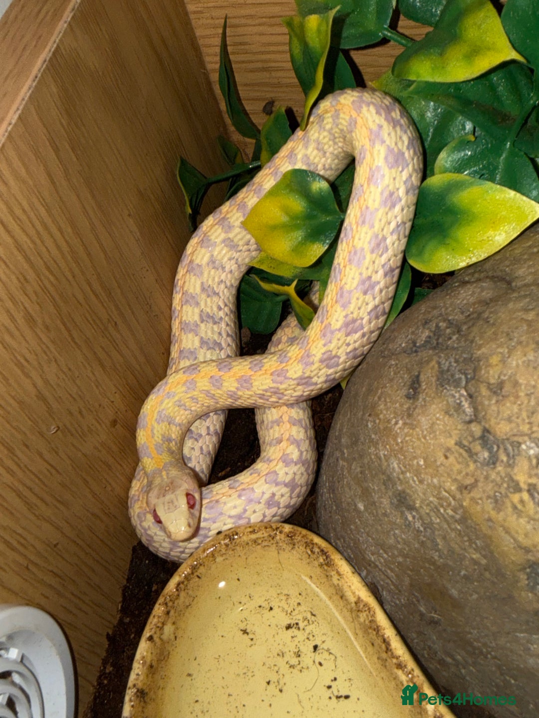 Garter Snake reptiles for sale: Male albino garter snake plus Viv+heat mat  - Advert 1