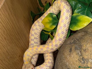 Garter Snake reptiles Male albino garter snake plus Viv+heat mat - Advert 6