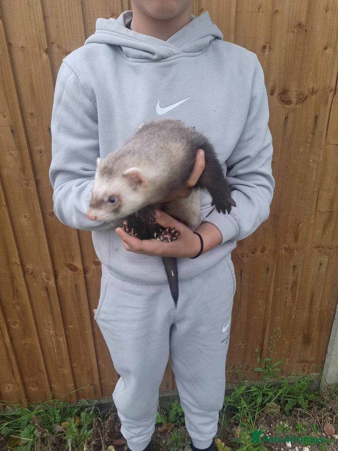 Ferret rodents for sale: Stunning ferret kits - Image 3