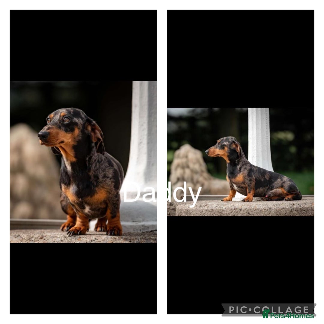 Miniature Dachshund dogs for sale: Miniture dachshund puppies  - Advert 13