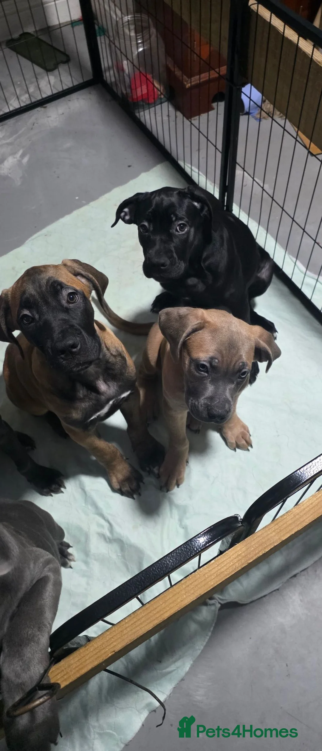 Cane Corso dogs for sale: Cane Corso Puppies - Advert 2